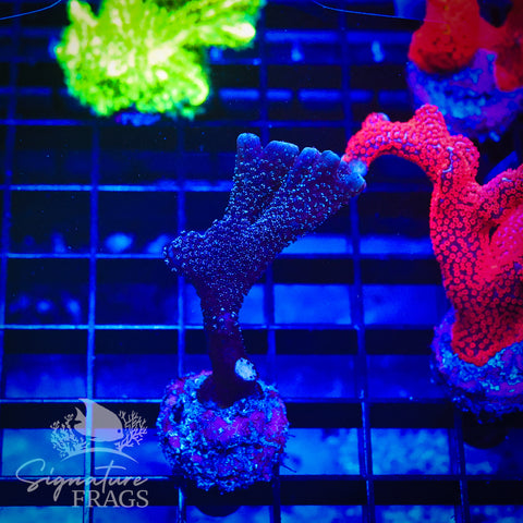 German Blue Polyp Digi