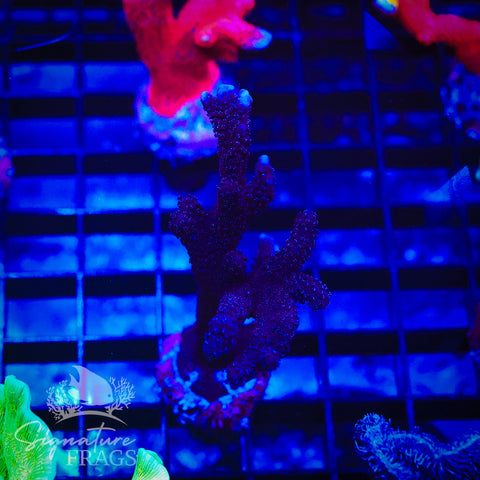 German Blue Polyp Digi