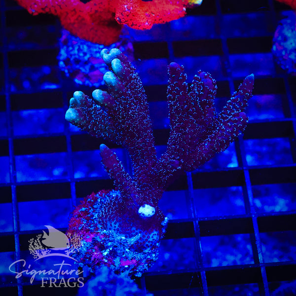 German Blue Polyp Digi