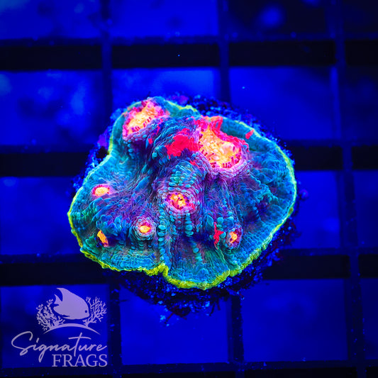 Dynamite Rainbow Chalice