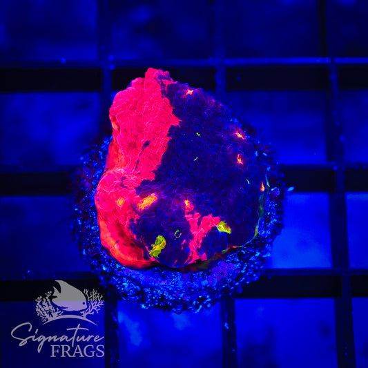 Deep Rainbow Chalice