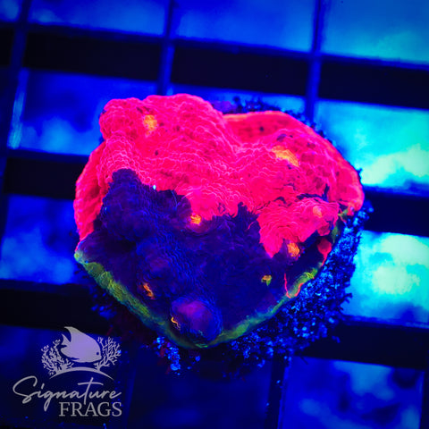 Deep Rainbow Chalice