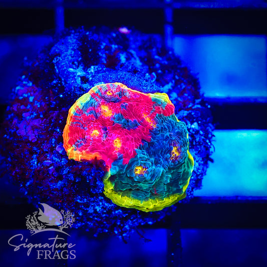 Rainbow Crush Chalice