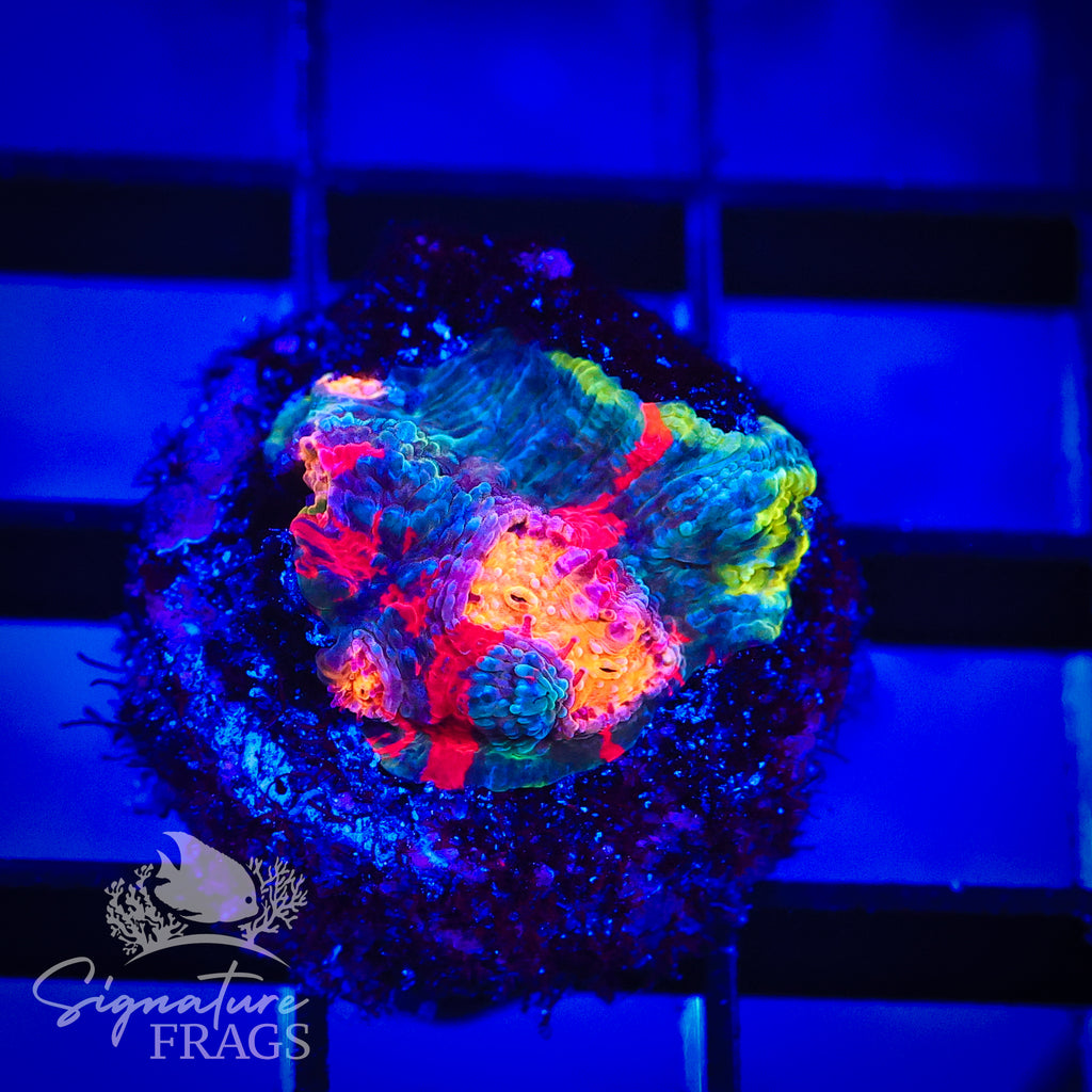 Dynamite Rainbow Chalice