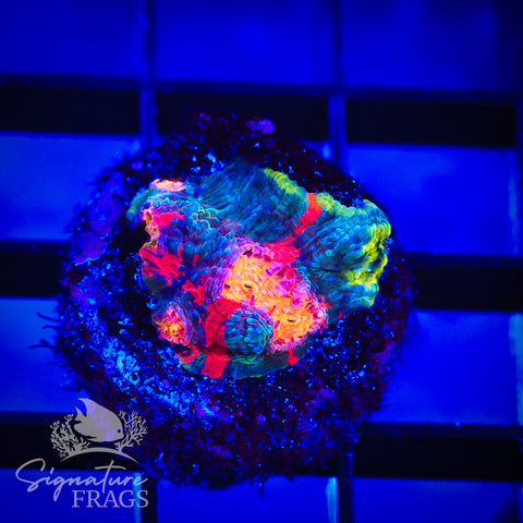 Dynamite Rainbow Chalice