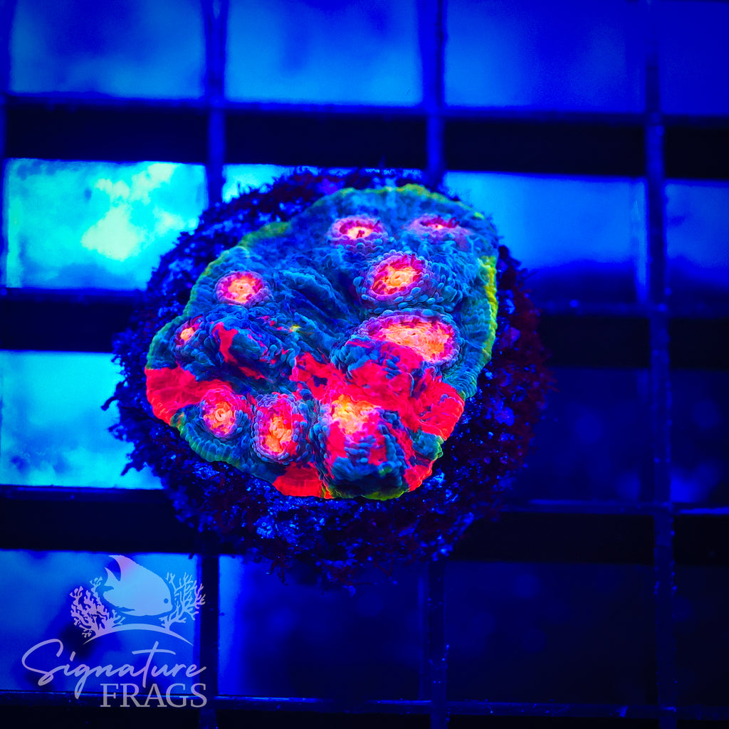 Dynamite Rainbow Chalice