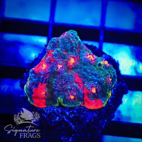 Dynamite Rainbow Chalice