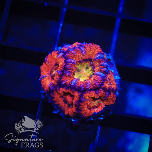 Rainbow Micromussa Lord (Acan Lord)