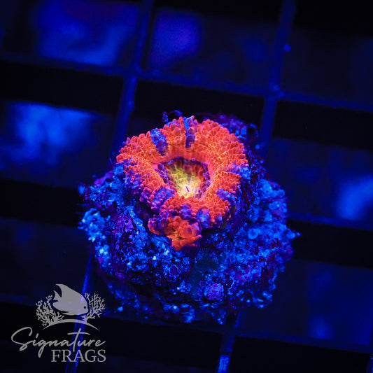 Rainbow Micromussa Lord (Acan Lord)
