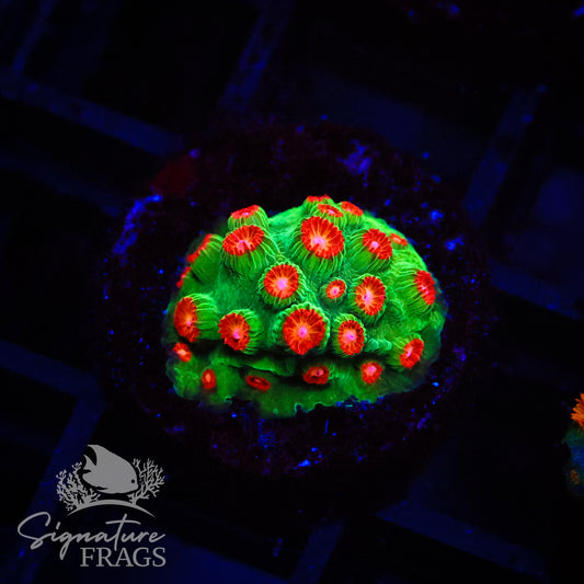 Jingle Bells Cyphastrea