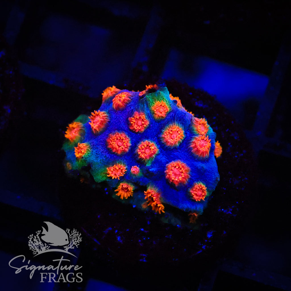 Rainbow Madness