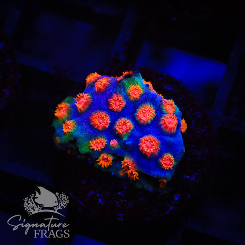 Rainbow Madness