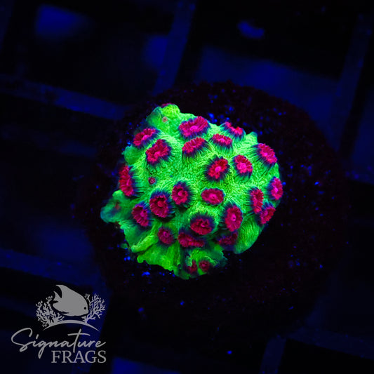 Alien Pox Cyphastrea