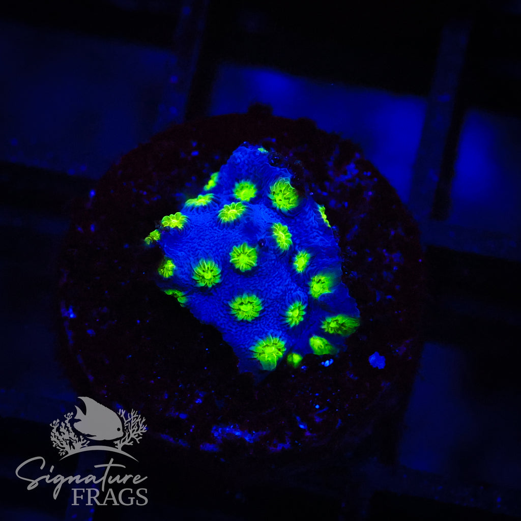 Agent 420 Cyphastrea
