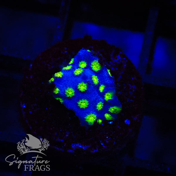 Agent 420 Cyphastrea