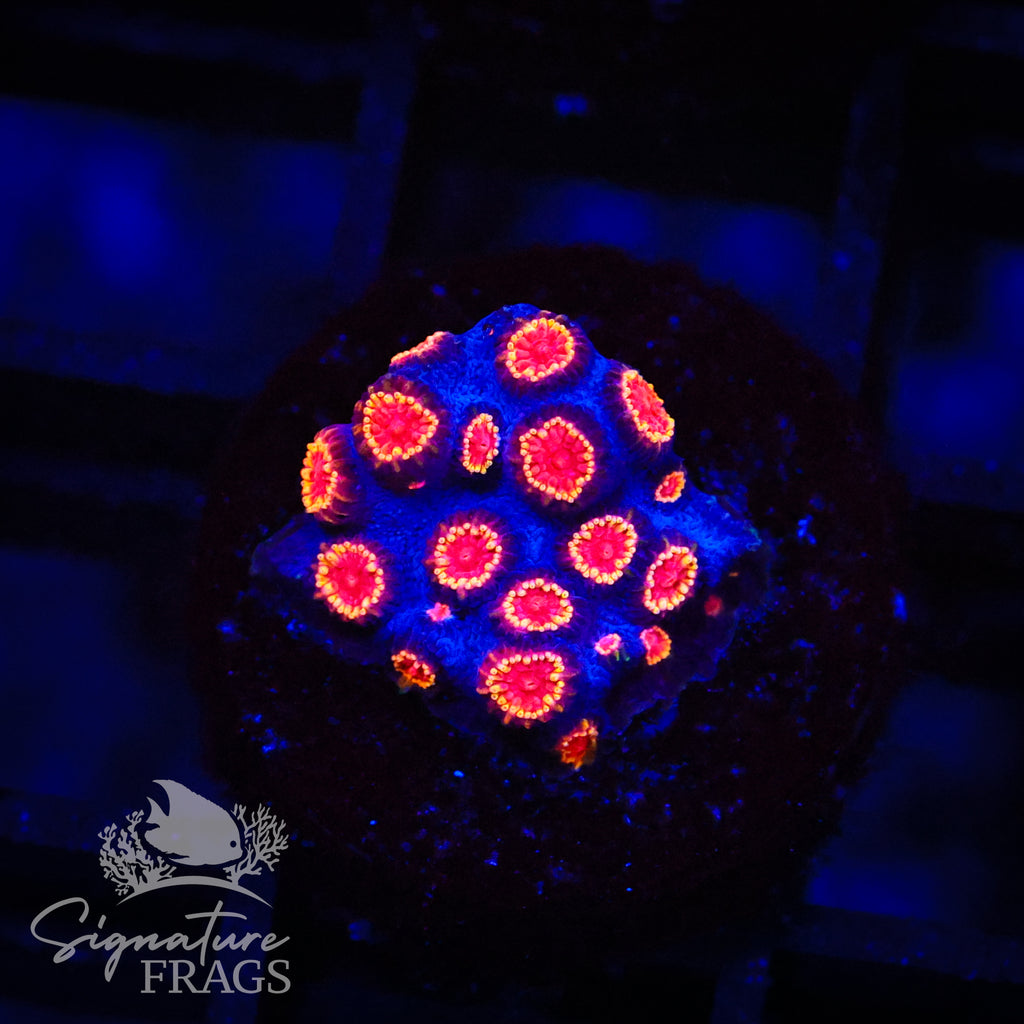 Bizzaro Cyphastrea
