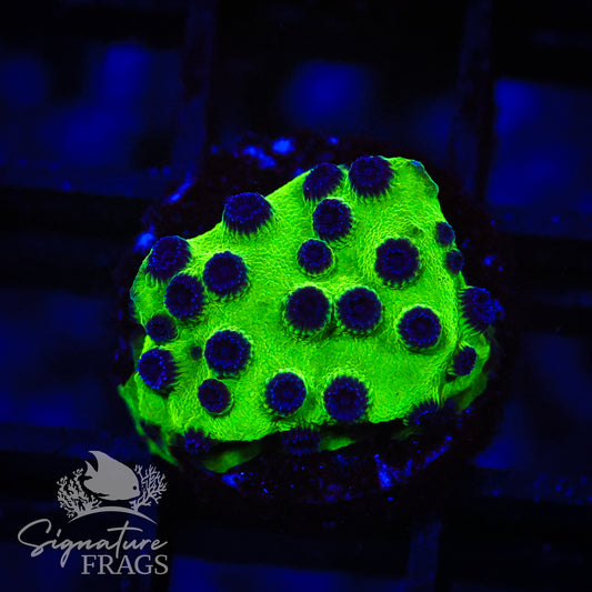 Mardi Gras Cyphastrea