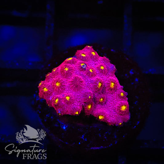 Bling Bling Cyphastrea