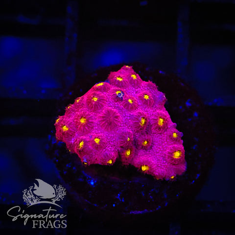 Bling Bling Cyphastrea