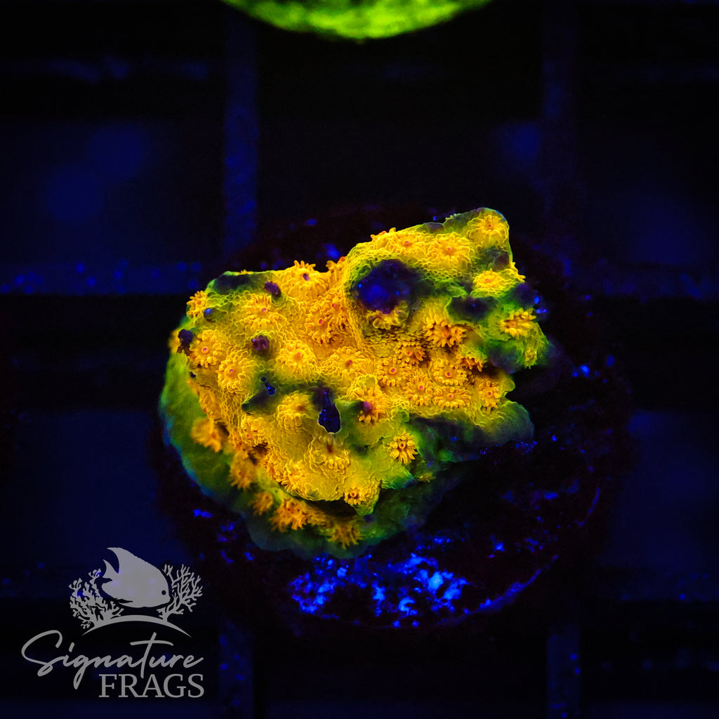 Banana Cyphastrea