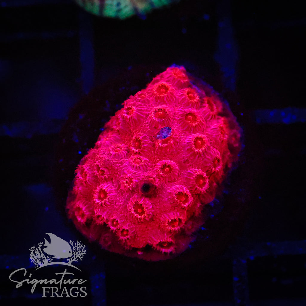 Fireball Cyphastrea
