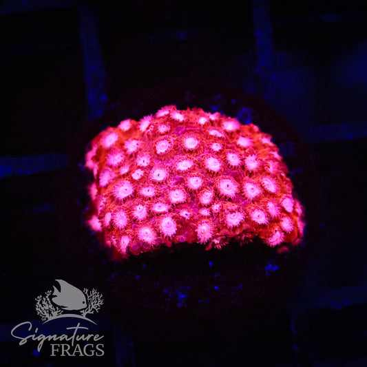 Candy Land Cyphastrea