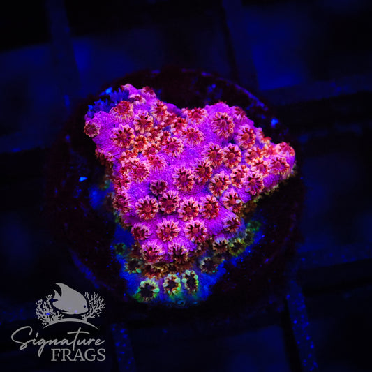 Skittles Rainbow Cyphastrea