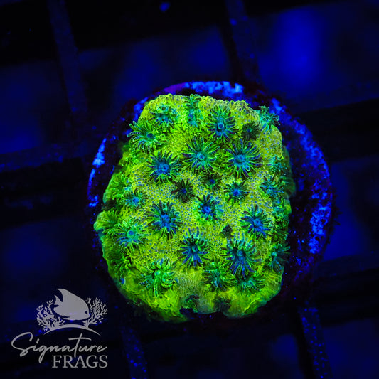 Lime Green Cyphastrea
