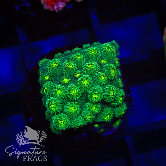 Dark Apostle Cyphastrea