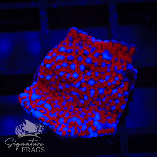 Superman Montipora
