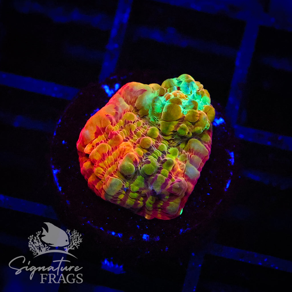 Rainbow Convict Chalice