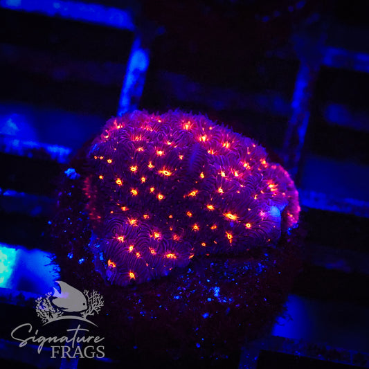 Mad Martian Leptoseris