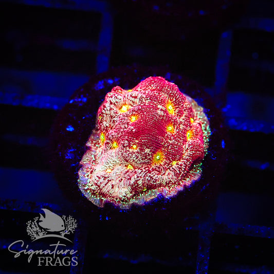 Acid Rain Leptoseris