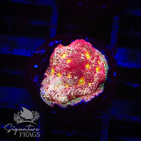 Acid Rain Leptoseris