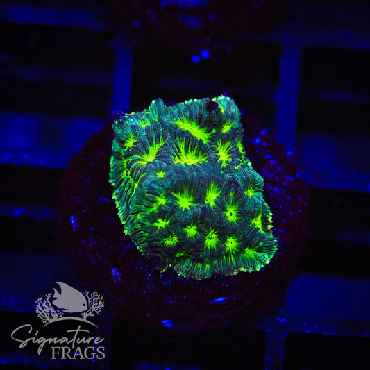 Mr Freeze Leptoseris