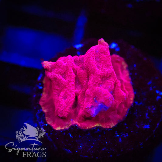 Brain Freeze Leptoseris