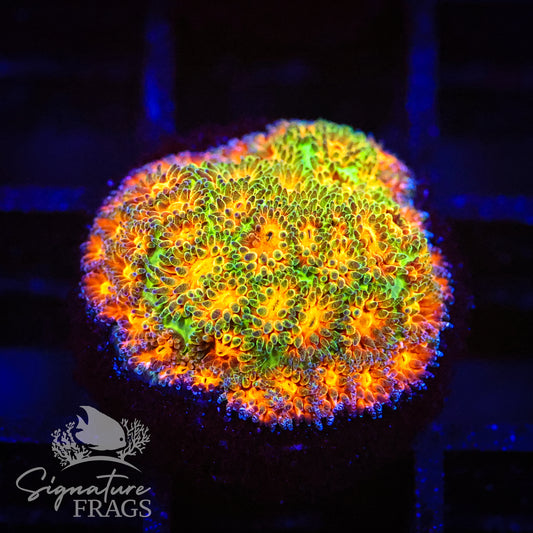 John Deere Leptestrea