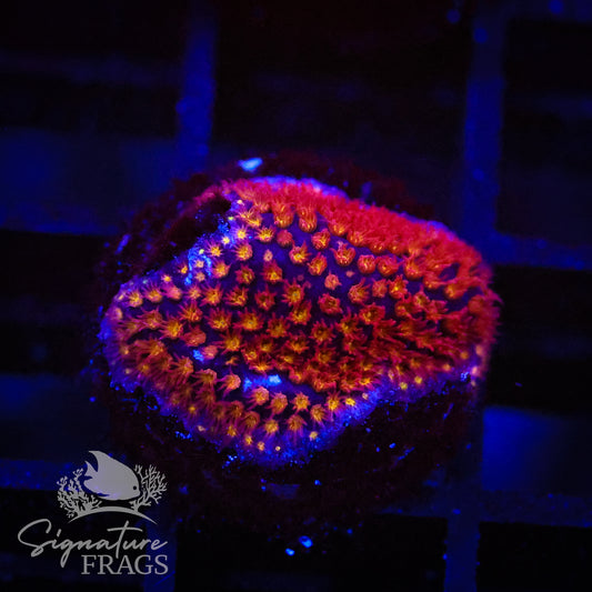 Space Jam Stylocoeniella