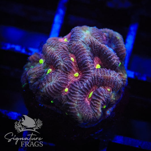 Woodstock Goniastrea