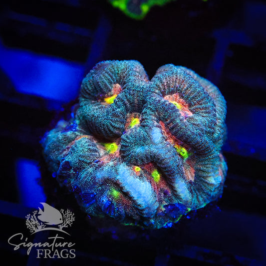 Walking Dead Goniastrea