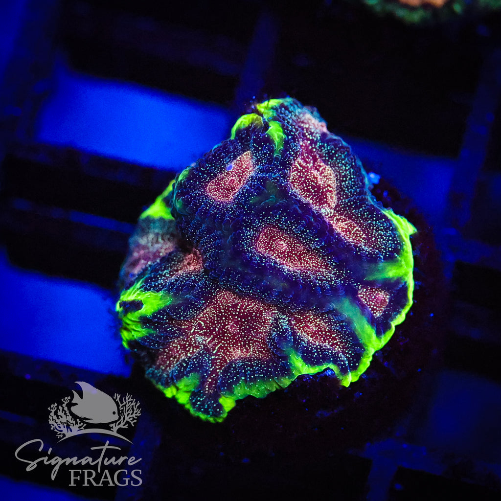 Glitter Galaxy Favia