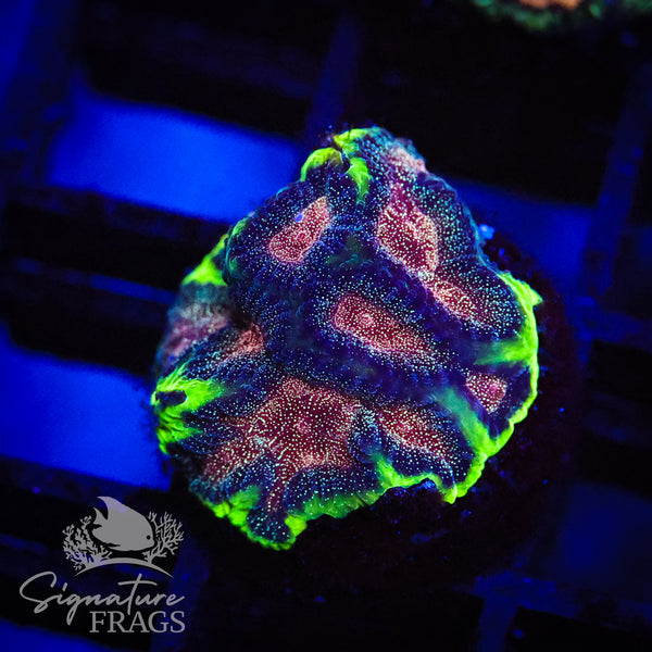 Glitter Galaxy Favia