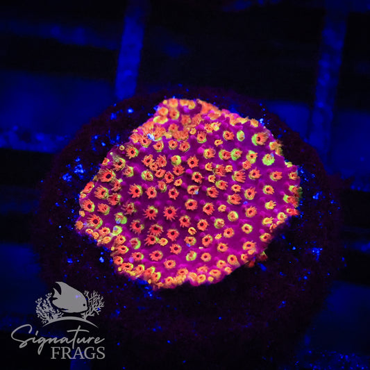 Looney Tunes Stylocoeniella