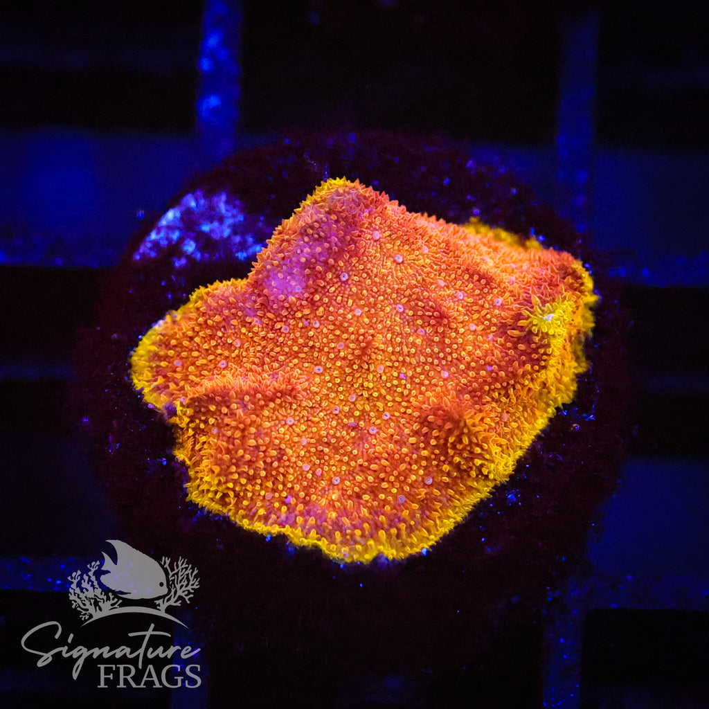 Rainbow Psammocora