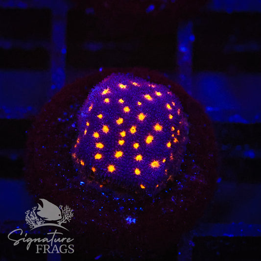 Outer Space Psammocora