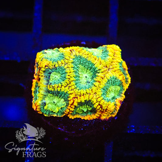 Yellow Submarine Favia