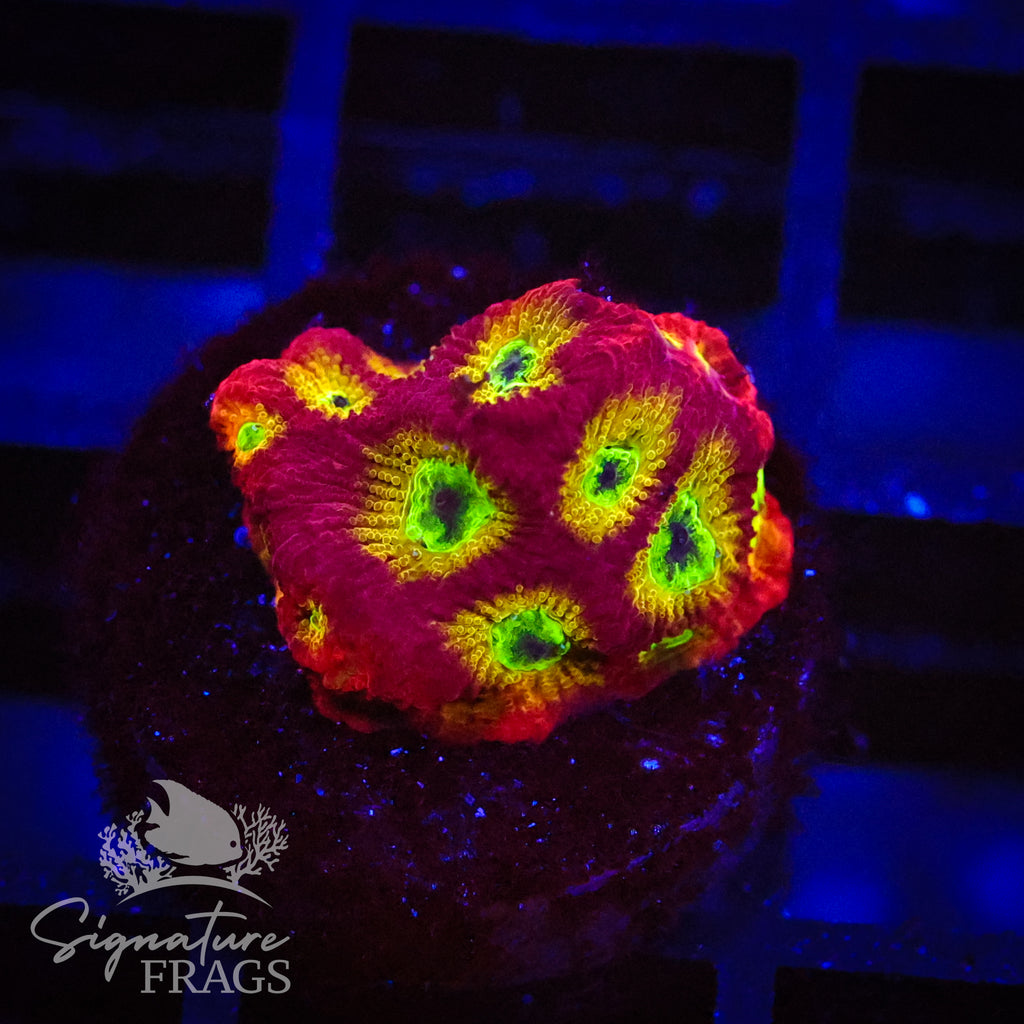 Lemon Lime Favia