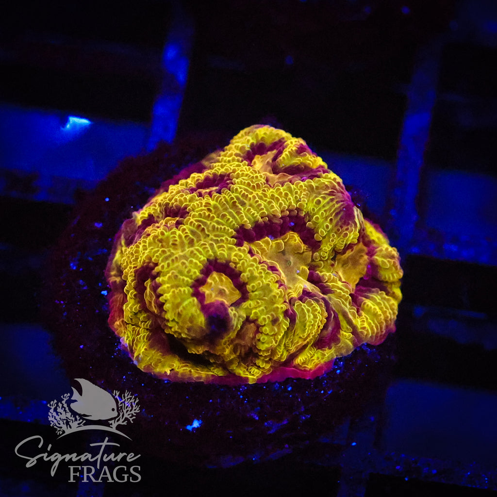 Caramac Favia