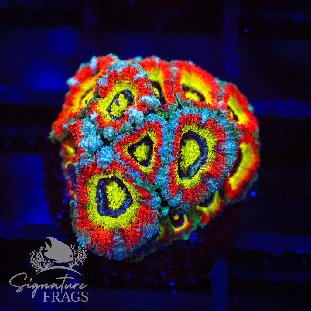 Holy Grail Micromussa