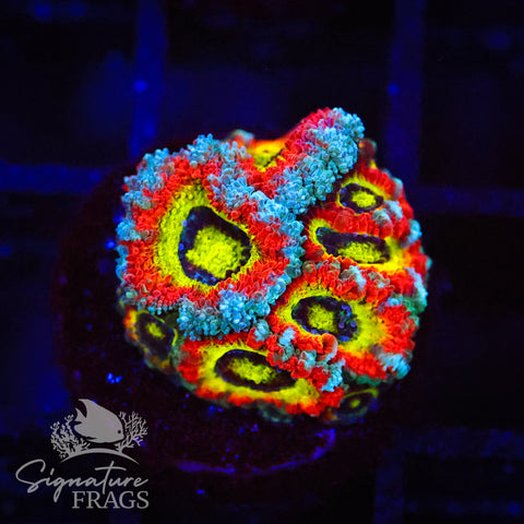 Holy Grail Micromussa